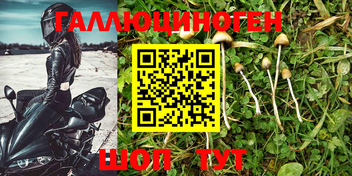Псилоцибиновые грибы Psilocybe Биробиджан